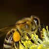 Bienen: Ein faszinierender Einblick in die Welt der Bestäuber